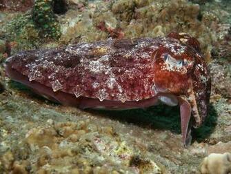 Cephalopod Octopus Squid Cuttlefish Wallpaper