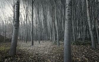 HD Dark Woods Wallpaper Net