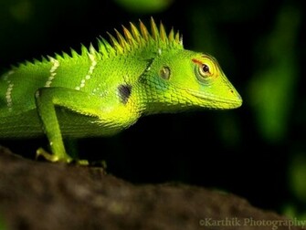 Green Lizard Wallpaper