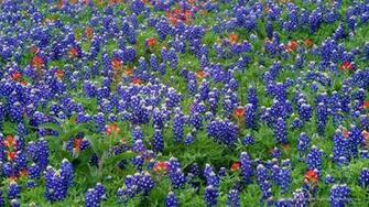 Today S Photo Sand Bluebonnets And Paintbrush Hill Country Texas