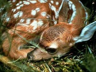 Resting Deer Screensaver Screensavers
