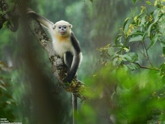 Cute Monkey Wallpaper Open Walls
