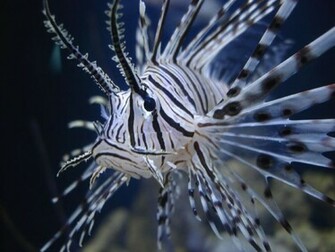 Lionfish Pictures Wallpaper Of