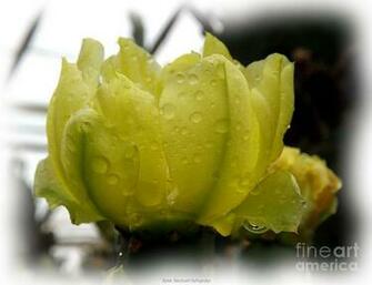 Cactus Flower Watercolor Yellow Effect