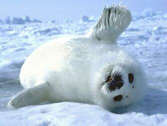 Seals