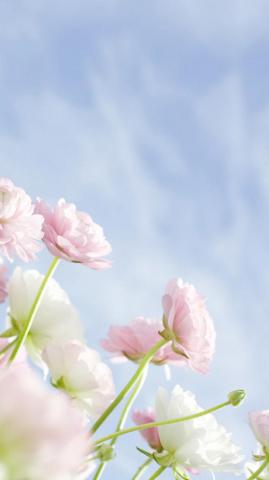 Elegant Flowers Galaxy S5 Wallpaper Samsung