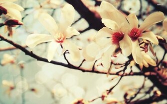 Magnolia Wallpaper