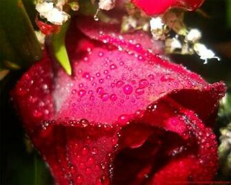 Screensavers Background Bgs Flowers Spring Flower Wallpaper
