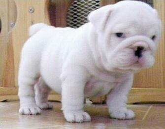 Bulldog Puppy Rescue Desktop Wallpaper Dogbreedswallpaper