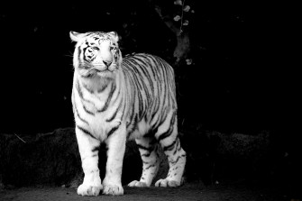 White Tiger Black Background Wallpaper Best Desktop