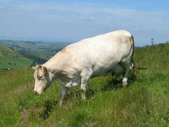 Indian Cow Wallpaper HD In Animals Imageci