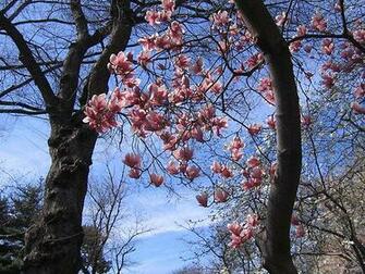 Central Park Spring Wallpaper