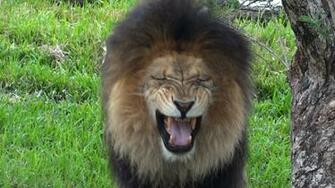 Funny Lions Widescreen Wallpaper