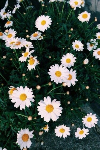 Background Ipods Wallpaper Phones Daisies