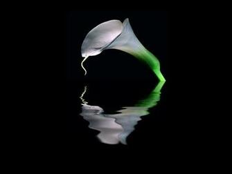 Natural Mirror Wallpaper