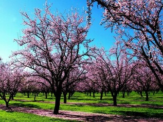 Spring Jpg