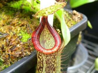 Nepenthes X Hamata Platychila Photos
