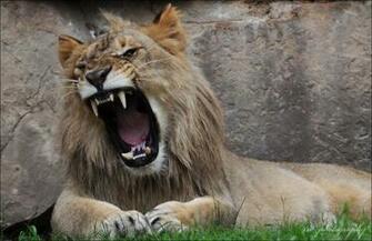 HD Wallpaper Lion Roaring X Kb Jpeg