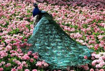 Peafowl Computer Wallpaper Desktop Background