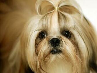 7242biiyah Shih Tzu Dogs Funny Baby Pictures