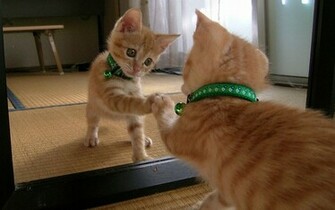 Funny HD Cat Wallpaper