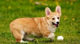 Corgi Wallpaperfor For Desktop In HD