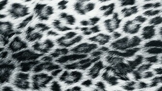 Snow Leopard Wallpaper HD For Htc First New Phone