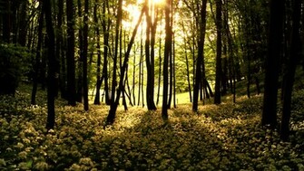 Haikus From The Woods By Whiteplumfragrance