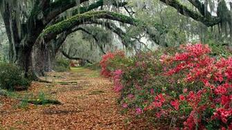 Azaleas And Live Oaks Desktop Pc Mac Wallpaper