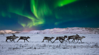 Wild Reindeer Wallpaper