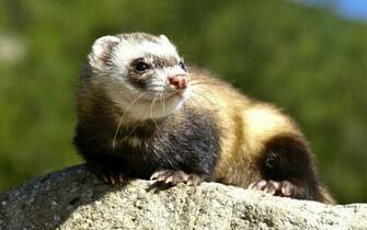 Background Ferret HD Wallpaper