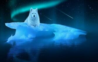 Arctic Wolf Wallpaper
