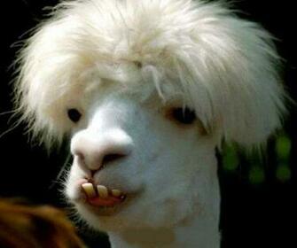 Funny Ugly Animals Wallpaper Picswallpaper
