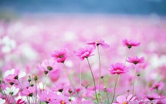 Flower Wallpaper Field