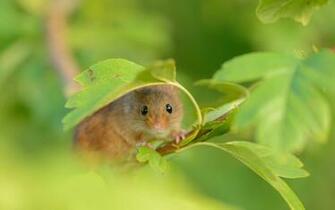 Mouse Mice Wallpaper
