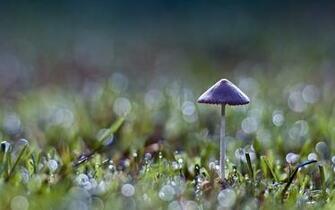 Lonely Mushroom Wallpaper And Image Pictures Photos