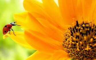 Summer Pictures Sunflowers Wallpaper HD Sunflower Photo