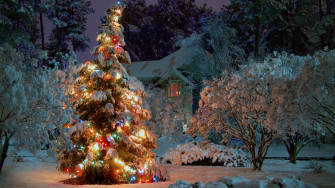 Outdoor Christmas Tree Wallpaper Stock