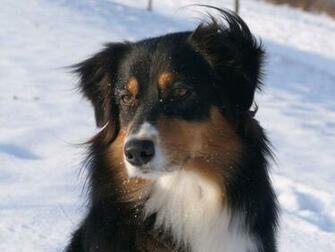 Australian Shepherd Wallpaper