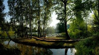 Forest Desktop For X HDtv 1080p Resolution