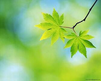Spring Season Wallpaper Natural