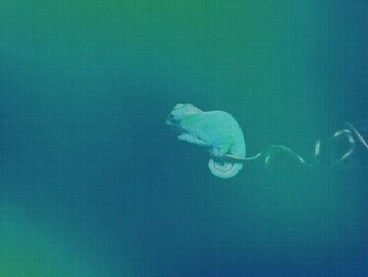 Chameleon Blue Background Ubuntu Wallpaper And Image