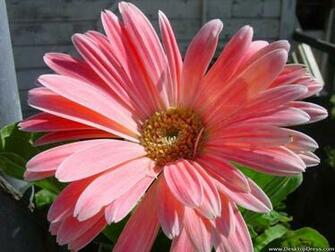 Desktop Wallpaper Flowers Background Pink Gerbera Daisy