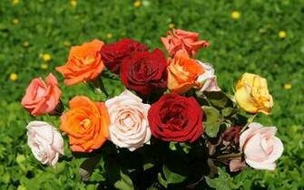 All Colors Of Rose Wallpaper By