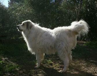 Lapponian Herder Dog Photo Aidi And Wallpaper