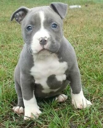 Pitbull Terrier Category For Similar Ads Hoobly Classifieds