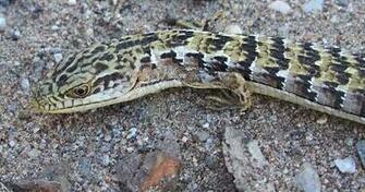 Alligator Lizard By Katamadama