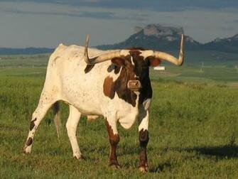 Longhorn Cattle Computer Wallpaper Desktop Background