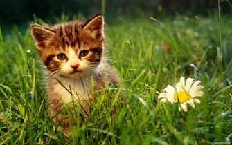 Wallpaper Animal Cat Widescreen