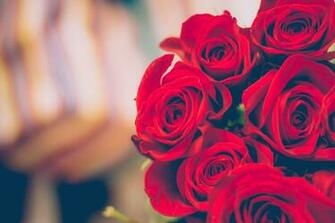 Red Rose Beautiful Wallpaper